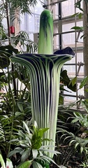 Amorphophallus titanum