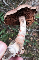 Cortinarius armillatus