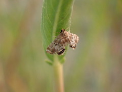 Petrophila confusalis
