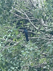 Trogon melanocephalus