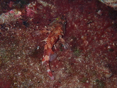 Scorpaena maderensis