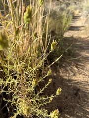 Cordylanthus ramosus