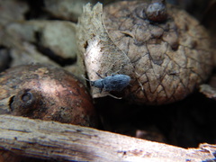 Cyrtepistomus castaneus