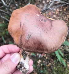 Cortinarius armillatus