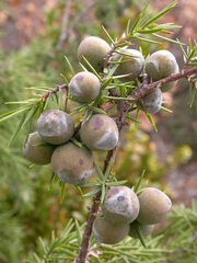 Juniperus oxycedrus