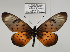 Acraea pseudegina
