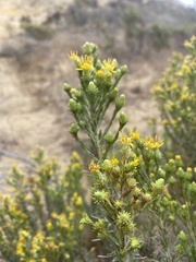 Ericameria pinifolia