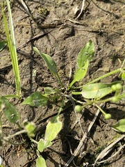 Echinodorus berteroi