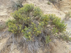 Ericameria pinifolia