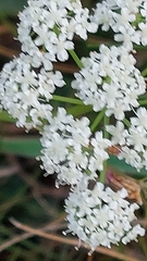 Pimpinelleae