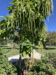 Catalpa speciosa