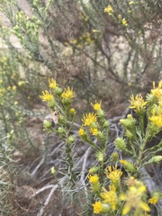Ericameria pinifolia