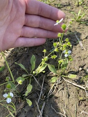 Echinodorus berteroi