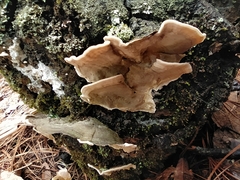Trametes villosa