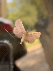 Hypsopygia