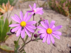 Senecio arenarius