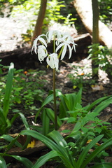 Crinum