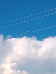 Streptopelia decaocto