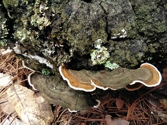 Trametes villosa