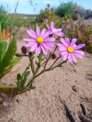 Senecio arenarius