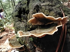 Trametes villosa