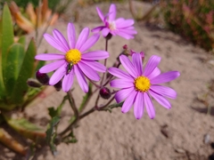 Senecio arenarius