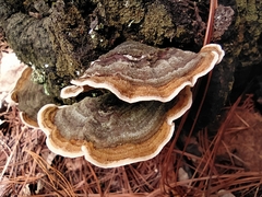 Trametes villosa