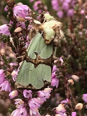 Staurophora celsia