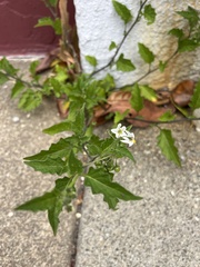 Solanum furcatum