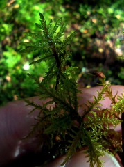 Hylocomium splendens