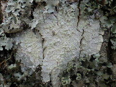 Pertusaria