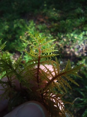 Hylocomium splendens