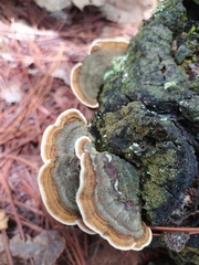 Trametes villosa