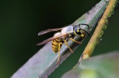 Vespula germanica