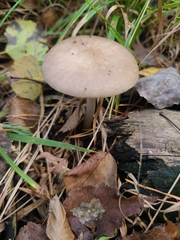 Mycena rosea