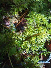 Hylocomium splendens