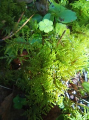 Hylocomium splendens