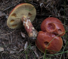 Suillus grevillei