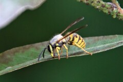Vespula germanica