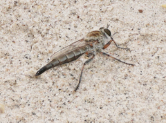 Proctacanthella