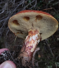 Suillus grevillei