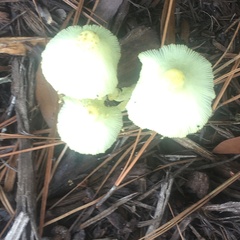Leucocoprinus fragilissimus