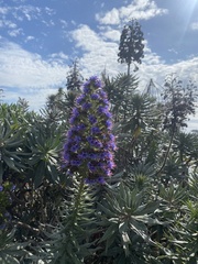 Echium