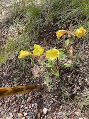 Oenothera