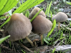 Parasola conopilea