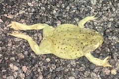 Incilius alvarius