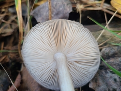 Mycena rosea