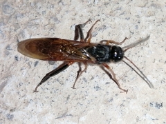 Sirex juvencus