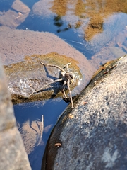 Dolomedes