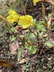 Oenothera